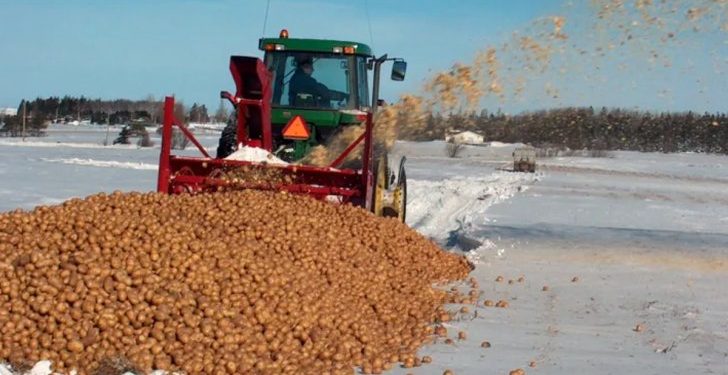 No sign of potato wart in 5,000 Prince Edward Island soil samples tested so far