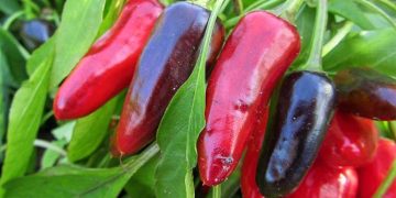 Vegetables to Grow in Hot Weather