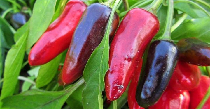Vegetables to Grow in Hot Weather