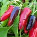 Vegetables to Grow in Hot Weather