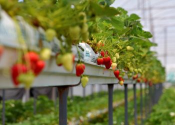 Due to sanctions in Russia, the production of berries may decrease