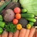Harvesting of early vegetable crops has begun in the Tyumen region