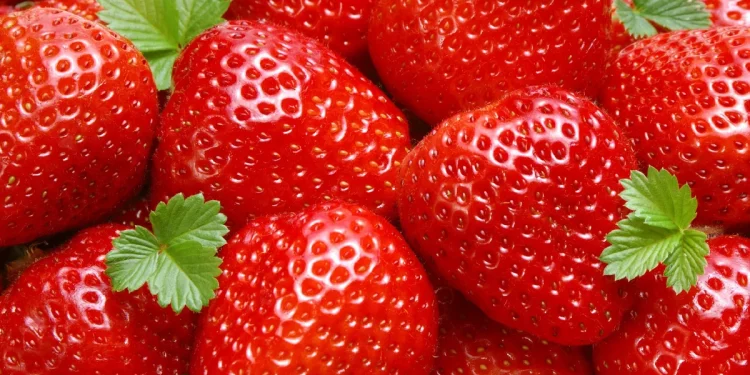 More than 900 tons of garden strawberries have already been harvested in the Lipetsk region