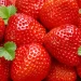 More than 900 tons of garden strawberries have already been harvested in the Lipetsk region