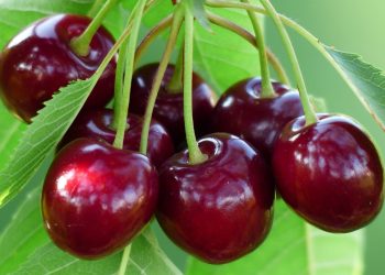 More than a thousand tons of cherries were harvested in Crimea