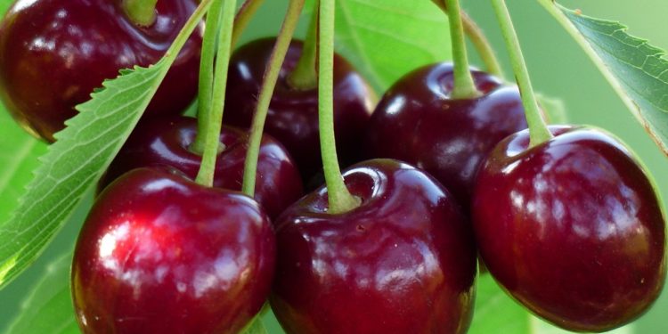 More than a thousand tons of cherries were harvested in Crimea