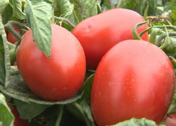 Astrakhan farmer planted 40 experimental varieties of tomatoes