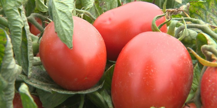 Astrakhan farmer planted 40 experimental varieties of tomatoes
