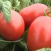 Astrakhan farmer planted 40 experimental varieties of tomatoes