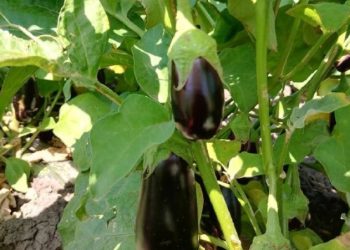 Vegetables are being harvested in the Narimanov district of the Astrakhan region