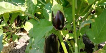 Vegetables are being harvested in the Narimanov district of the Astrakhan region