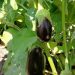 Vegetables are being harvested in the Narimanov district of the Astrakhan region