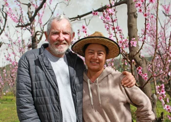 Bumper peach and nectarine crop expected for growers following successful bee pollination