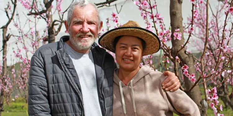 Bumper peach and nectarine crop expected for growers following successful bee pollination