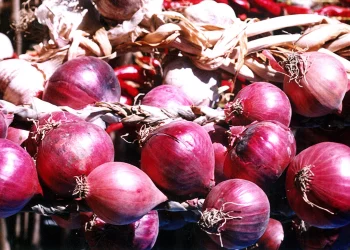 Tajikistan began to fall prices for the most expensive vegetable