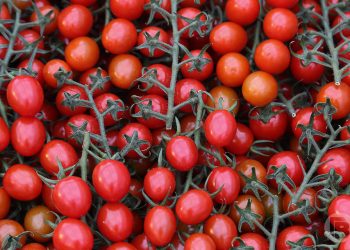 Volgograd farmers have already harvested 50 thousand tons of vegetables