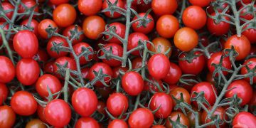 Volgograd farmers have already harvested 50 thousand tons of vegetables