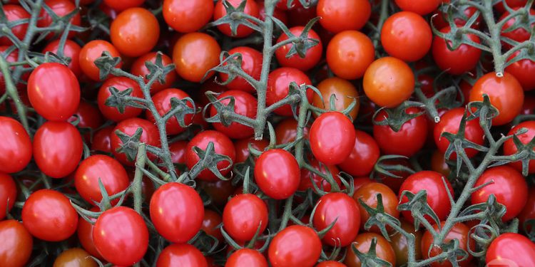 Volgograd farmers have already harvested 50 thousand tons of vegetables