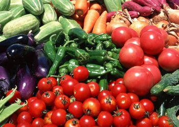 In Chuvashia, agricultural producers have to harvest 962 hectares of vegetables from the fields