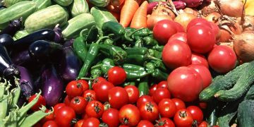 In Chuvashia, agricultural producers have to harvest 962 hectares of vegetables from the fields