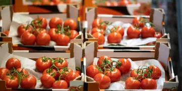 More than 100 tons of low-quality vegetables seized in St. Petersburg and the Leningrad region since the beginning of the year