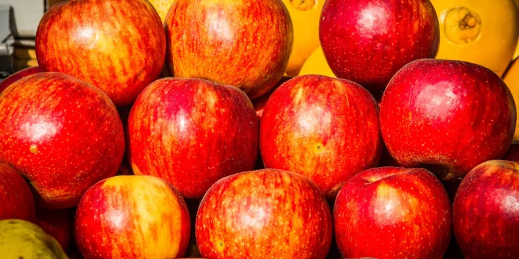 Big harvest of apples expected in Georgia
