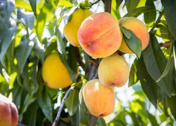 Why did Georgia reduce the volume of peach exports?