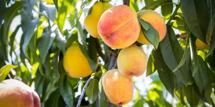 Why did Georgia reduce the volume of peach exports?