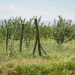 GEL 133 million spent on laying out perennial gardens throughout Georgia