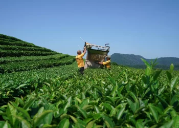 How much did Georgia spend on restoring tea plantations