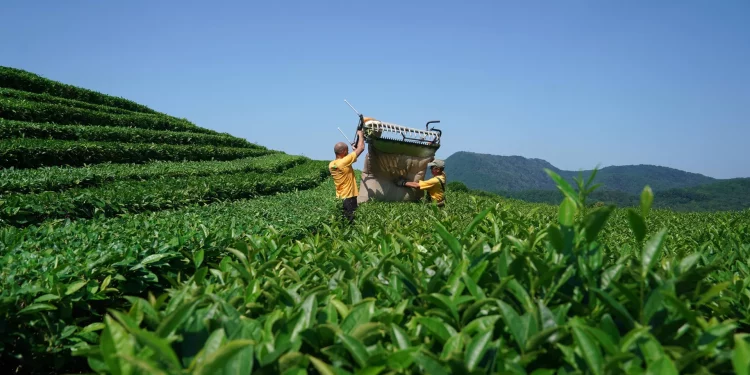 How much did Georgia spend on restoring tea plantations