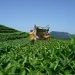 How much did Georgia spend on restoring tea plantations