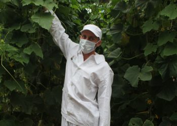 More than 30 tons of cucumbers will be harvested by convicts of IK-8 of Transbaikalia under a contract for the supply of vegetables