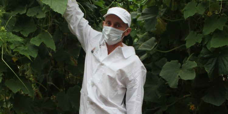 More than 30 tons of cucumbers will be harvested by convicts of IK-8 of Transbaikalia under a contract for the supply of vegetables