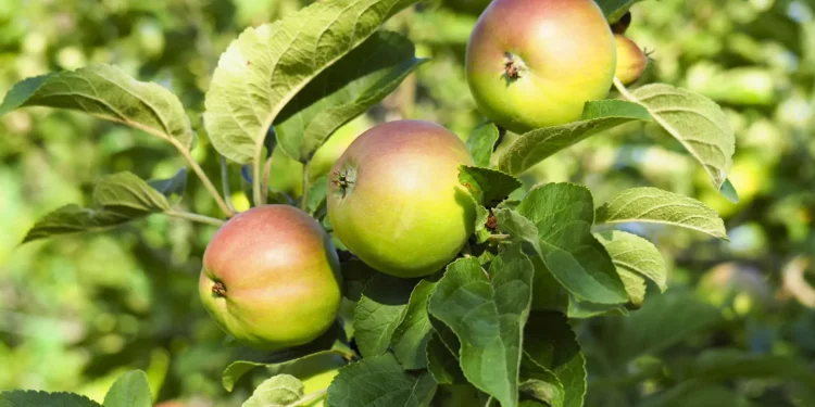 The President of Moldova commented on the ban on fruit exports to Russia