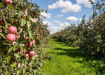 Apple production increased in Russia