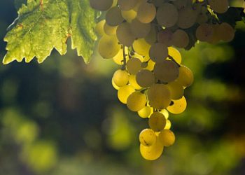 The leadership of the Ministry of Agriculture and Food of Dagestan took part in a community work day for harvesting grapes