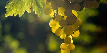 The leadership of the Ministry of Agriculture and Food of Dagestan took part in a community work day for harvesting grapes