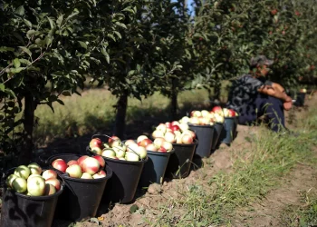 Azerbaijani apples in Russia: demand and prices are growing