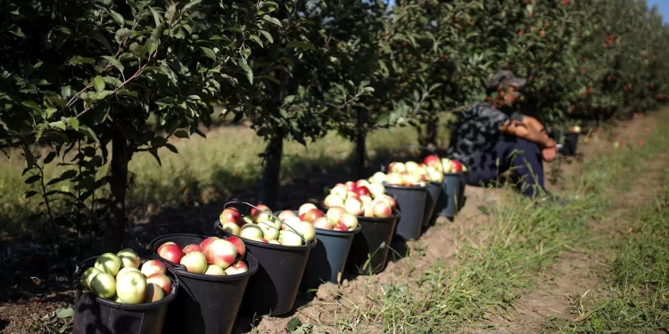 Azerbaijani apples in Russia: demand and prices are growing