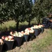 Azerbaijani apples in Russia: demand and prices are growing