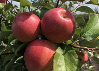 Apple harvesting started in Tambov region