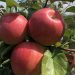 Apple harvesting started in Tambov region
