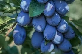 More plums can be exported without taxes from Moldova to the EU
