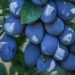 More plums can be exported without taxes from Moldova to the EU