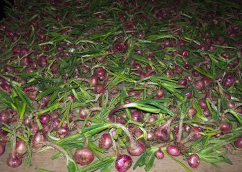 High onion harvest noted in Pridnestrovie