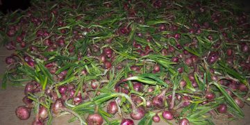 High onion harvest noted in Pridnestrovie