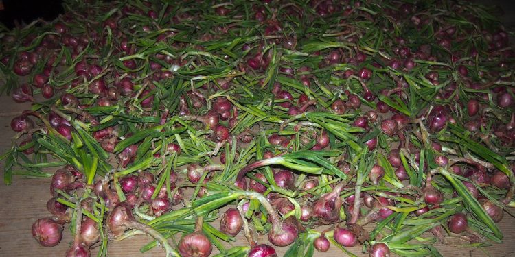 High onion harvest noted in Pridnestrovie