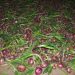 High onion harvest noted in Pridnestrovie