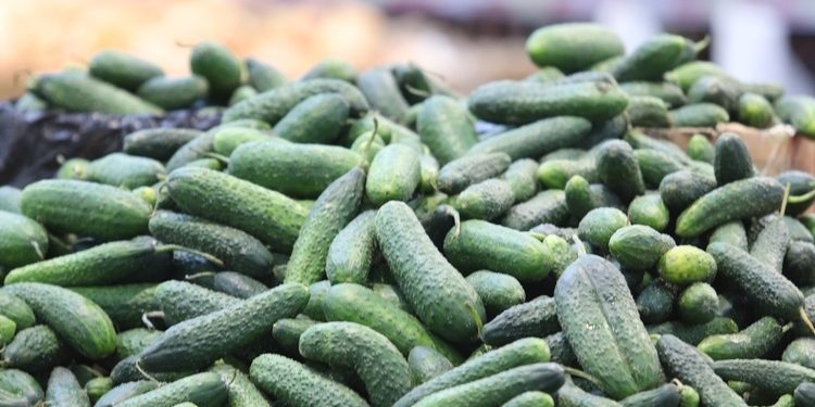 Russia is going to supply vegetables to Europe